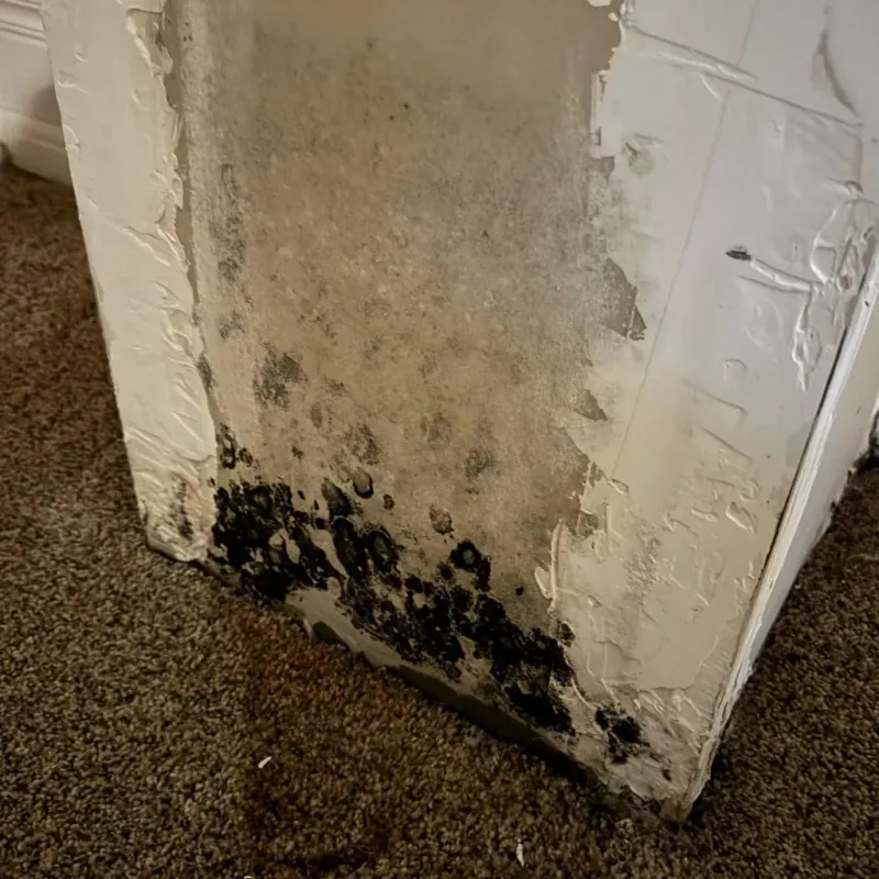 Professional Mold Removal in Columbia, KY